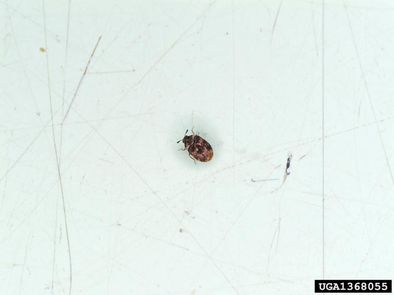 Varied Carpet Beetles are stirring, Homes