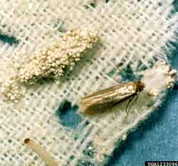 clothes moth larvae, pupae and adult on wool
