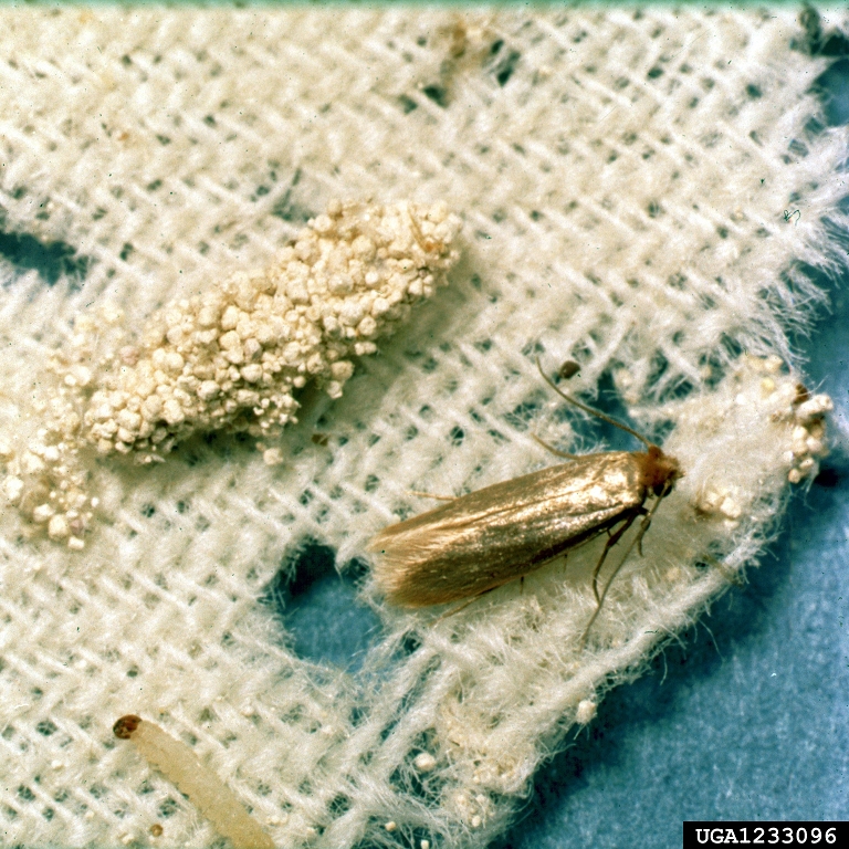 Clothes Moths: Got Pests? : Board of Pesticides Control: Maine DACF