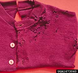 sweater with clothes moth damage