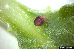 clover mite adult