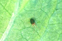 clover mite adult