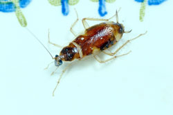 brown-banded cockroach