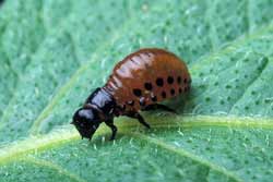 Colorado potato beetle larva