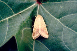 corn earworm adult