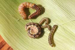 corn earworm larvae