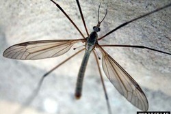 common crane fly
