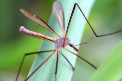 crane flies