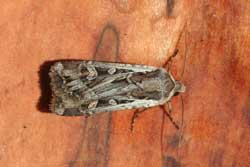 army cutworm adult