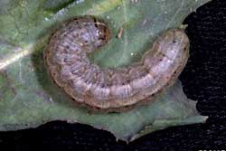 army cutworm larva