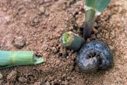 black cutworm larva