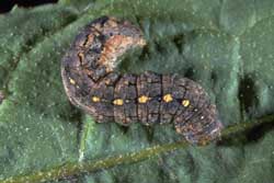 variegated cutworm larva