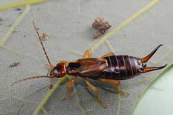 adult earwig