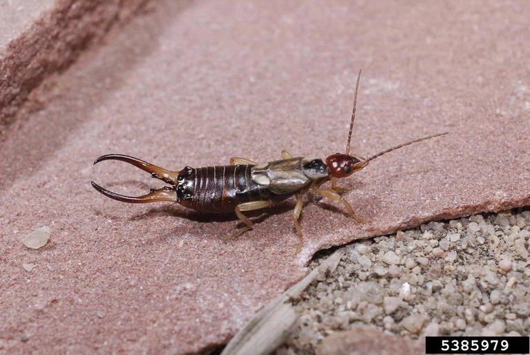 Earwig Control