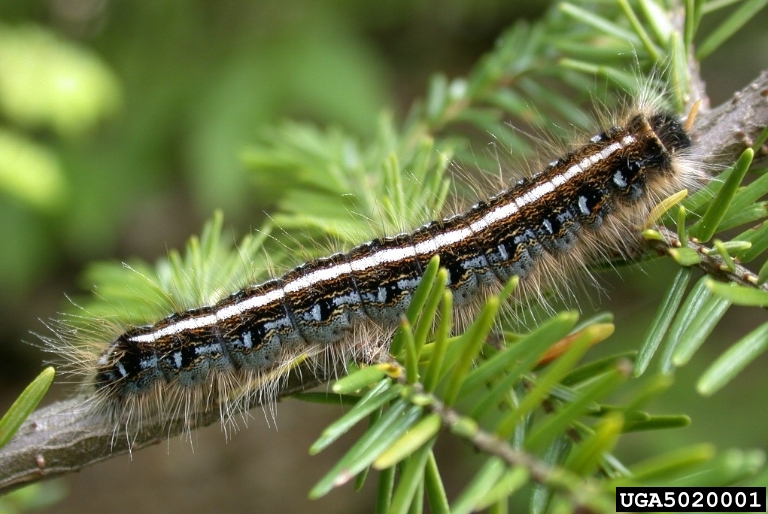 Ohio Caterpillar Identification Chart