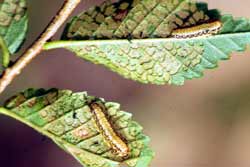 elm leaf beetle larvae