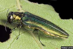 emerald ash borer adult