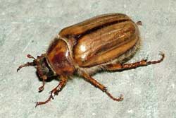 European chafer adult