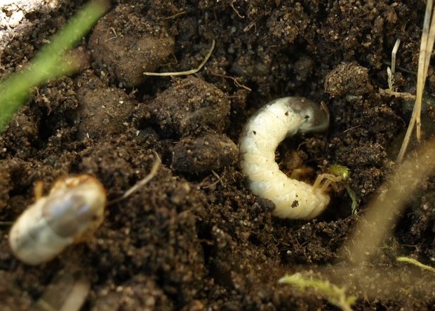 White Grub (Beetle Larvae) Identification, Habits & Behavior