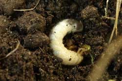 European chafer grub