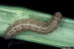 European corn borer larva