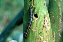 fall armyworm larvae