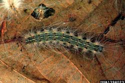 fall webworm caterpillar up close