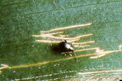 corn flea beetle