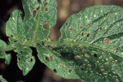 potato flea beetle and damage