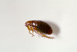 dog flea