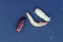 red flour beetle adult, larva and pupa
