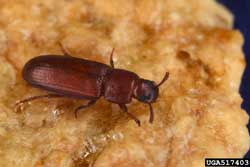 red flour beetle