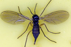 fungus gnat adult