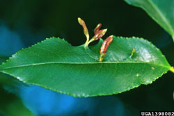 leaf gall