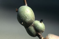 poplar twiggall fly larva