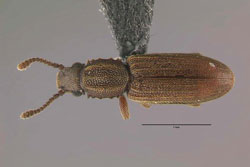 merchant grain beetle