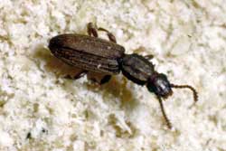 sawtoothed grain beetle