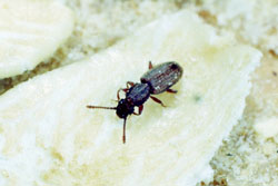 sawtoothed grain beetle