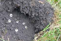 grass pulled back to show grubs