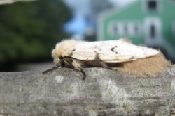 Lymantria dispar female eggs