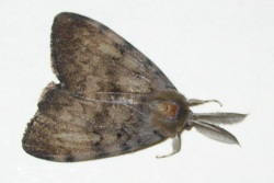 Lymantria dispar male