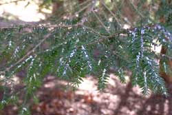 hemlock with hemlock woolly adelgid