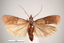 Indian meal moth adult