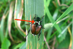 Japanese beetle adult withwinsome fly eggs