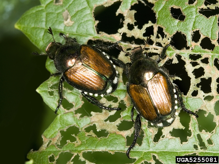 Japanese Beetle Got Pests Board Of Pesticides Control Maine Dacf