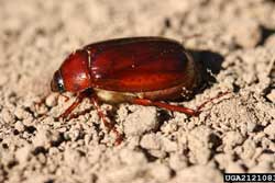 adult June beetle