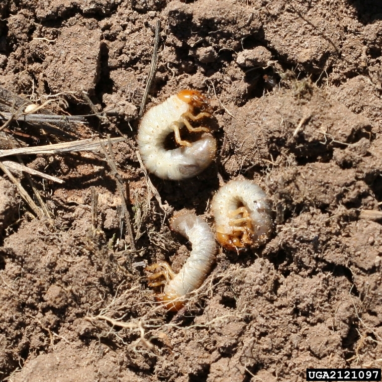 White Grubs : Got Pests? : Board of Pesticides Control: Maine DACF