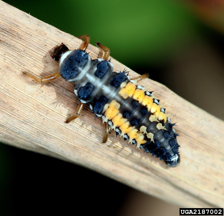 Multicolored Asian Lady beetle - Plant & Pest Diagnostics