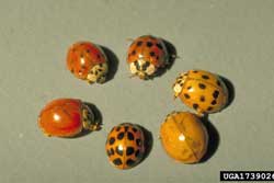 Multicolored Asian Lady Beetles