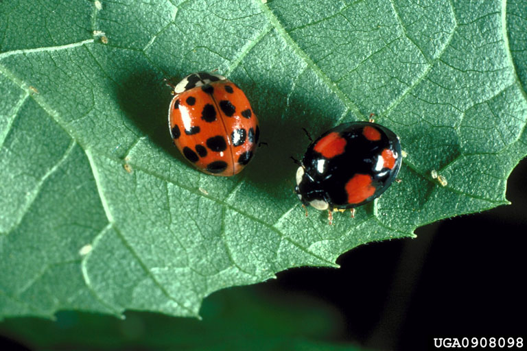 Multicolored Asian Lady beetle - Plant & Pest Diagnostics